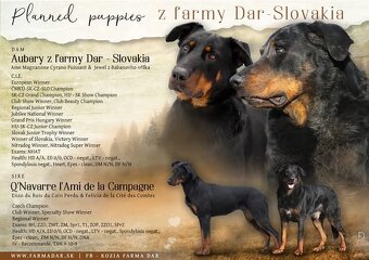 Beauceron s PP - 6