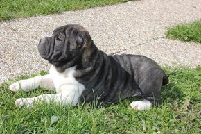 Shar pei - 6