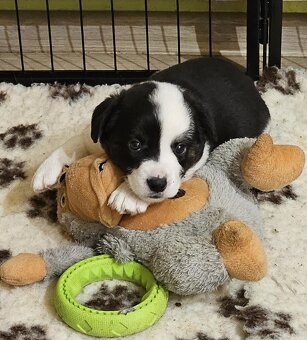 Prodám štěňata Welsh Corgi Cardigan s PP - 6