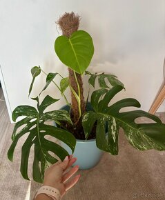 Monstera Albo - rastlina 70cm - 6