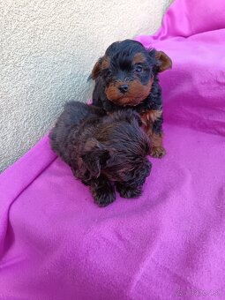 Yorkipoo,Yorkiepoo, Yorkshire terier - 6