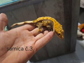 Pagekony riasnatý/
Correlophus ciliatus - 6
