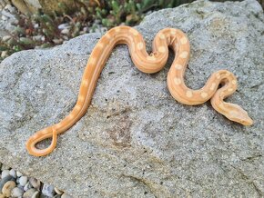 Veľhad Královský-Boa Constrictor mláďatá - 6