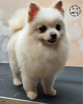 Pomeranian - 6