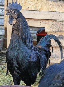 Kuriatka Ayam Cemani - 6