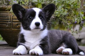 Welsh Corgi Cardigan FCI- krásná dívka - 6