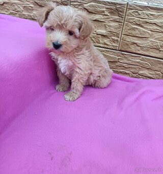 Maltipo,maltipoo mini - 6