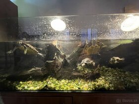 vodné korytnačky s akváriom a skrinkou - 6