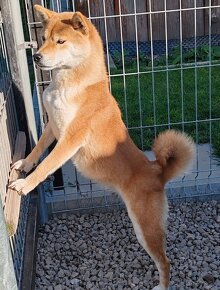 Shiba inu fenka s PP - 6