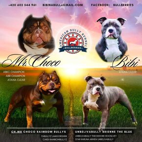 American Bully Pocket ABKC - 6