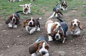 Basset Hound - šteniatka s PP zo zahraničného krytia - 6