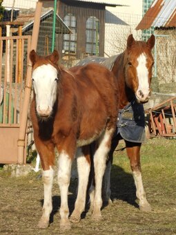 Quarter horse zrebec, double register - 6