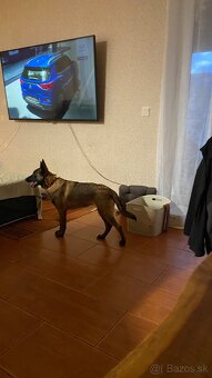 Belgický ovčiak- Malinois - 6