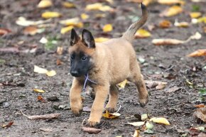 Belgický ovčiak - Malinois s PP, 1 psík, 3 sučky - 6