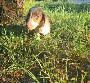 jazvečík dachshund - 6