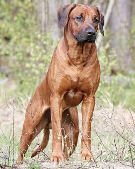 Rodézsky Ridgeback - 6