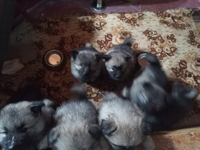 Nemecky vlci spic/keeshond - 6