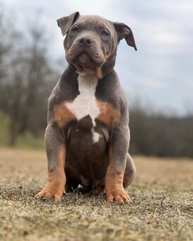 Fena American Bully XL - 6