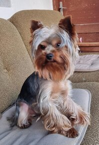 Yorkshire terrier s PP ponuka na krytie - 6