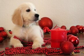 Zlatý retriever/ Golden retriever - 6