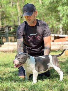 American Bully Pocket - 6