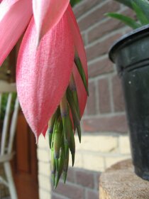 Bilbergia - pravdepodobne Billbergia Windii - 6