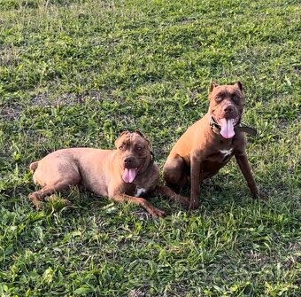 Vynimocne steniatka americky bandog s rodokmenom k rezerváci - 6