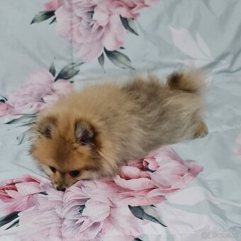 Pomeranian - 6