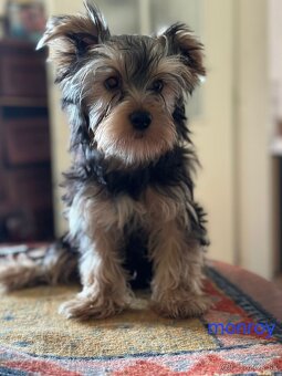 Yorkshire Terrier - 6