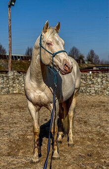 Cremello kobylka QH - 6