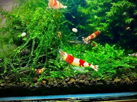 Krevety Caridina crystal red - 6