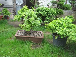 bonsai,bonsaj-hrab 10 - 6