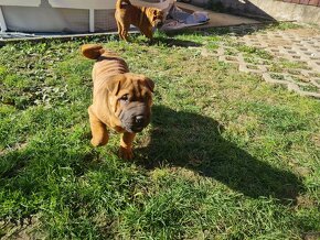 ⭐️SHAR-PEI šteniatko - 6