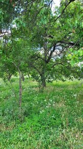 Na predaj záhrada s vinicou Štúrovo Hegyfarok - 6