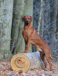 Rhodesian Ridgeback - 6