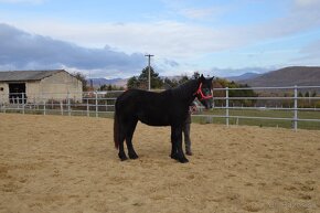 Predám ťažnú kobylu - percheron - 6