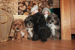 Shih-poo,Mal-schi,maltipoo - 6