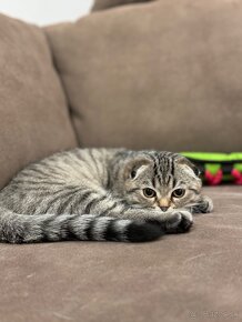 Scottish fold s PP, škótska klapouchá mačka - 6