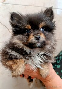 Pomeranian mini - 6