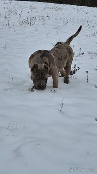 American bully xl - 6