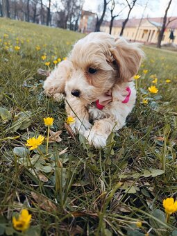 Maltipoo (Pudel + malteze) - 6