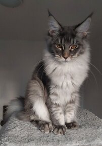 MAINE COON - mainská mývalia s PP - 6