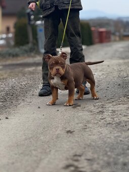 American Bully Classic/ standart - 6