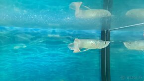 Arowana silver - 6