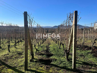 Na predaj chata s vinicou a 2 pivnicami, obec Viničky-Zajačí - 6