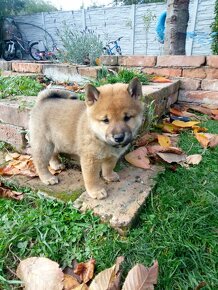 Shiba Inu s PP FCI - 6