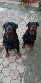 Rottweiler , RTW - 6