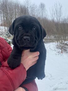 Cane corso/retríver-darujem šteniatka - 6