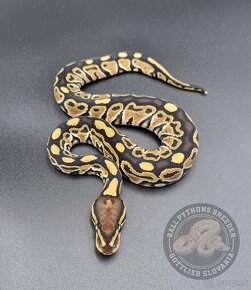 Python Regius  - Ball Python - 6