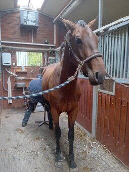 Valach 3 roky po Talmann zapsanný v Oldenburgské plemenné kn - 6